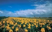 Kop van Noord-Holland